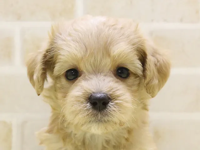 千葉県のハーフ犬・ミックス犬 (ペッツワン船橋習志野店/2025年4月14日生まれ/女の子/アプリコット)の子犬